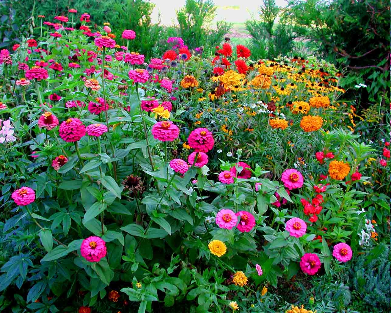 Photo champ de fleurs